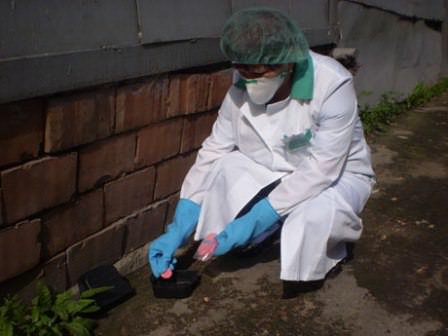 Не можете справиться с грызунами на даче простыми методами? Вызывайте специалистов!