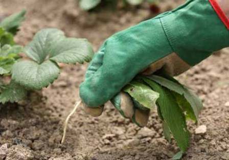 Лучшим способом уборки сорняков остается физический, с помощью перекопки почвы и уборки корней и ботвы, семенных коробочек