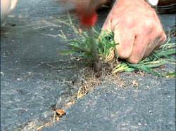 Качественная борьба с сорняками, которая поможет очистить почву и стимулировать растения на высокий урожай