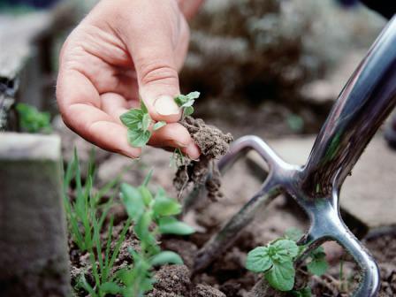 Корректно выбранный метод уничтожения сорняков значительно сократит расходы и потери времени