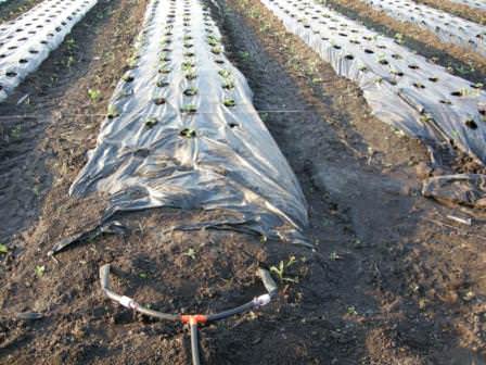 Правильно используйте грядки, примените способ накрытия темной пленкой