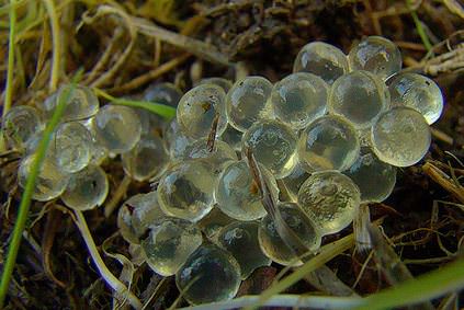 Борьба с улитками на собственной даче не так сложна, как на первый взгляд