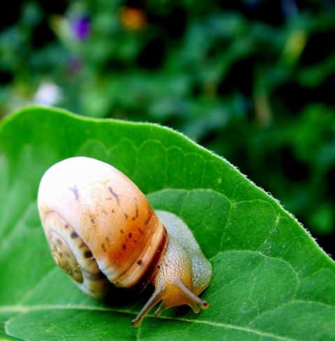 Обычный уход за огородными грядками и клумбами уже дает вам возможность эффективной борьбы с улитками