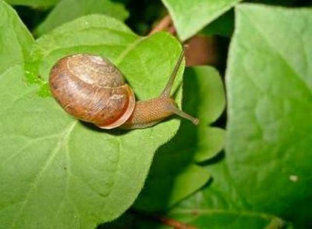 Примерно в то же время, когда высаживаете растения весной, позаботьтесь о максимальной защите огорода