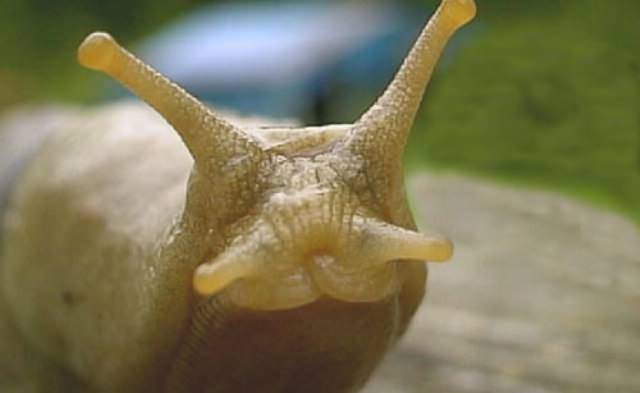 Если следовать данным инструкциям, можно довольно неплохо спасать грядки от "набегов" улиток