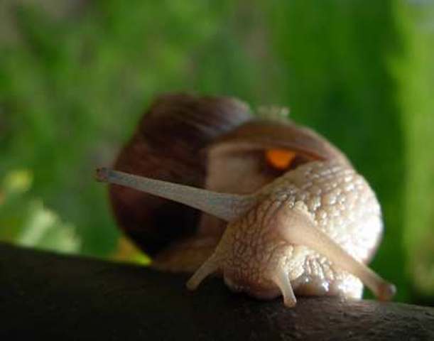 Аромат горчицы отпугнет улиток, которые начнут уходить на другие грядки, а значит, сразу стоит позаботиться и об их защите