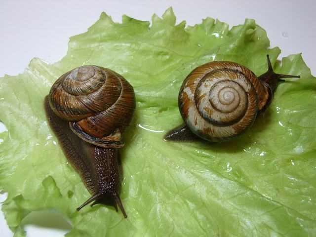 Улитки боятся пересушить свое тельце, но поранить его для вредителей и вообще очень страшно
