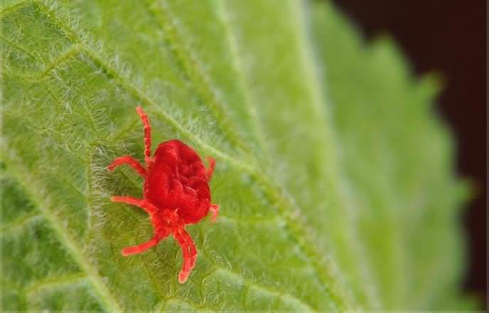 Красный яблонный клещ может несколько лет подряд атаковать зелень яблонь, высасывая из нее сок