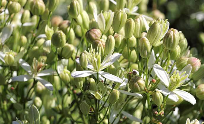 Клематис жгучий белый: правила выращивания и варианты использования