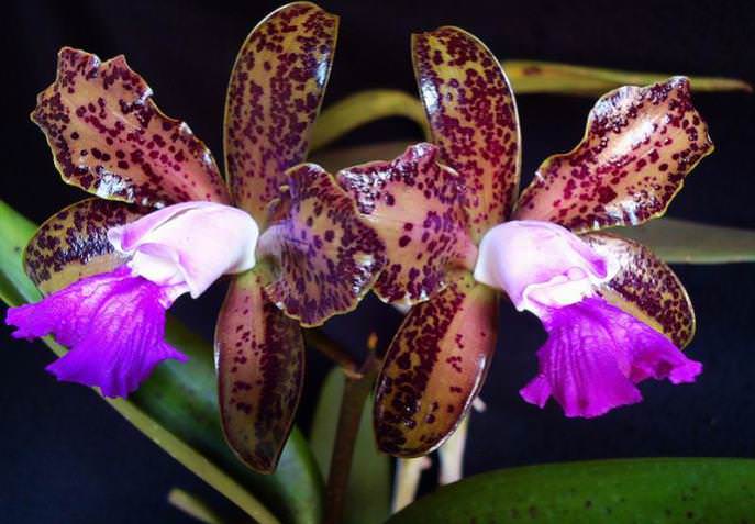 Орхидеи: разнообразие видов и форм