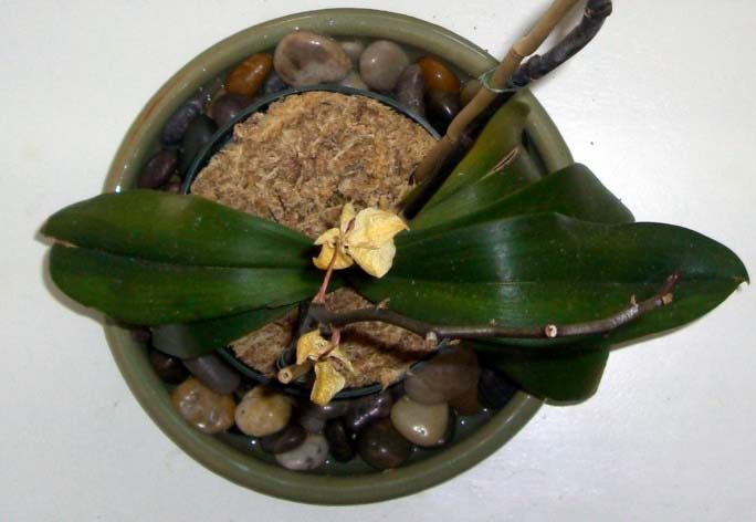 В зимний период следует обязательно произвести сокращение поливов орхидеи