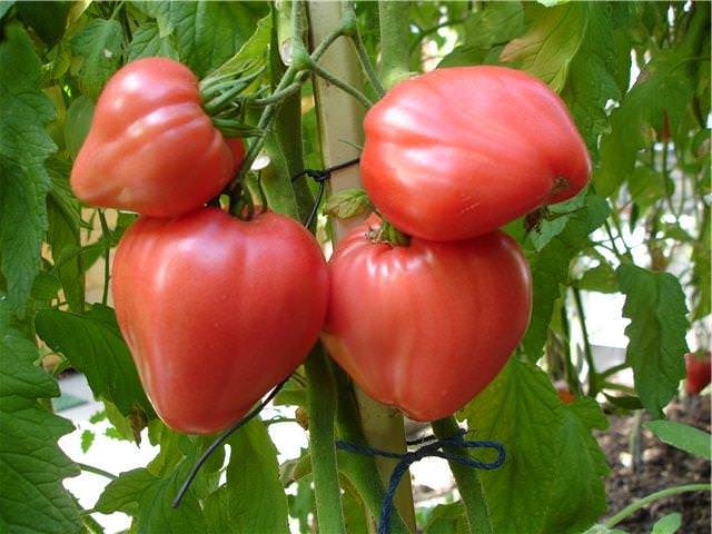 «Чудо Земли» – раннеспелый и очень высокорослый сорт