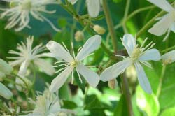 Клематисы – интересные растения