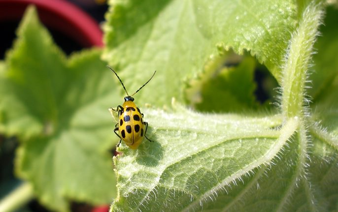При обнаружении на огурцах первых признаков появления растительных вредителей требуется немедленно приступить к проведению защитных мероприятий