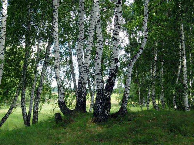Береза. Вряд ли найдется человек, который не знает, как красиво выглядит расцветка коры указанного дерева
