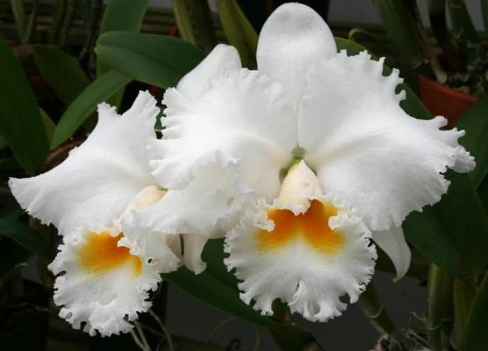 Earl Imperials – популярная разновидность. Орхидея белая, обладает кудреватыми лепестками и губой