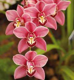 Орхидея Цимбидиум была открыта в 1800 году ботаником из Швеции