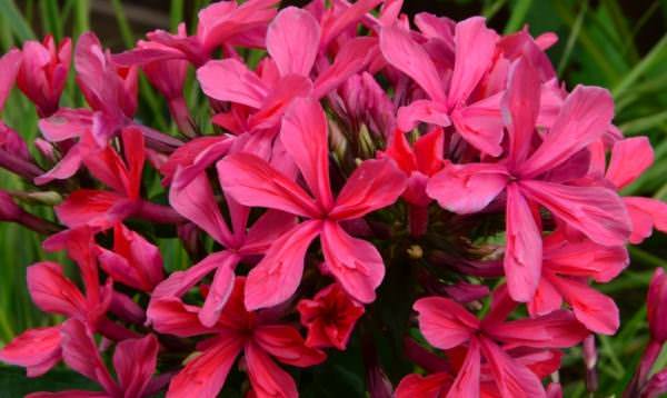 «Клеопатра» отличается не только объёмностью формы, но и ярким окрасом веничка — он насыщенный розовый