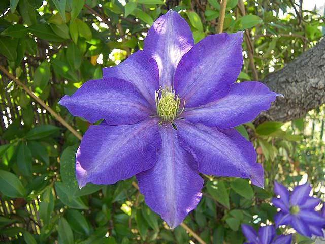 Клематисы: описание многообразия форм, сортов и цвета в Подмосковье