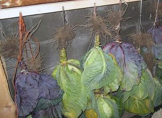 Ответ на Как хранить капусту в глине