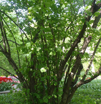 На что можно пустить орешник