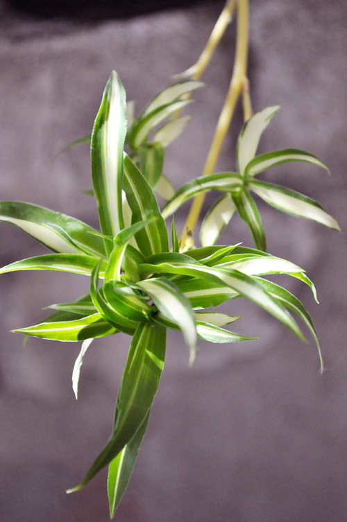 Ответ на Почему не приживаются домашние растения