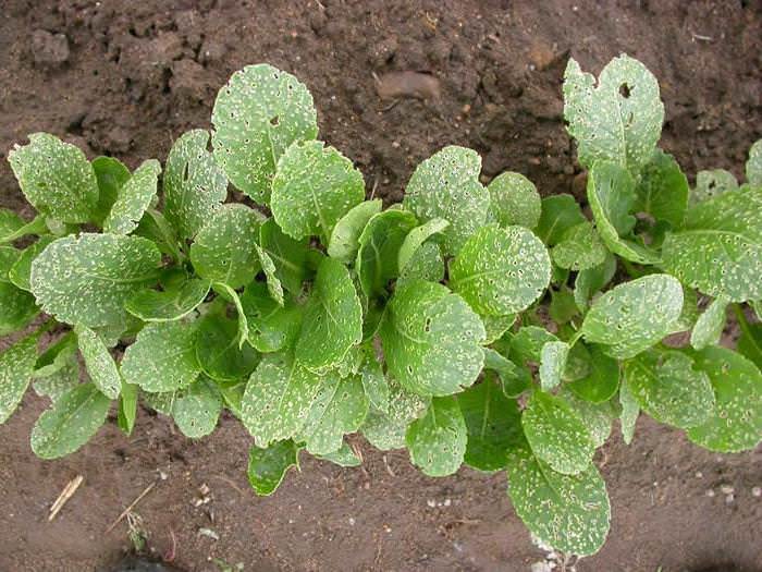 Чем обработать редис от крестоцветной блошки