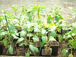 Как вырастить плоды баклажана