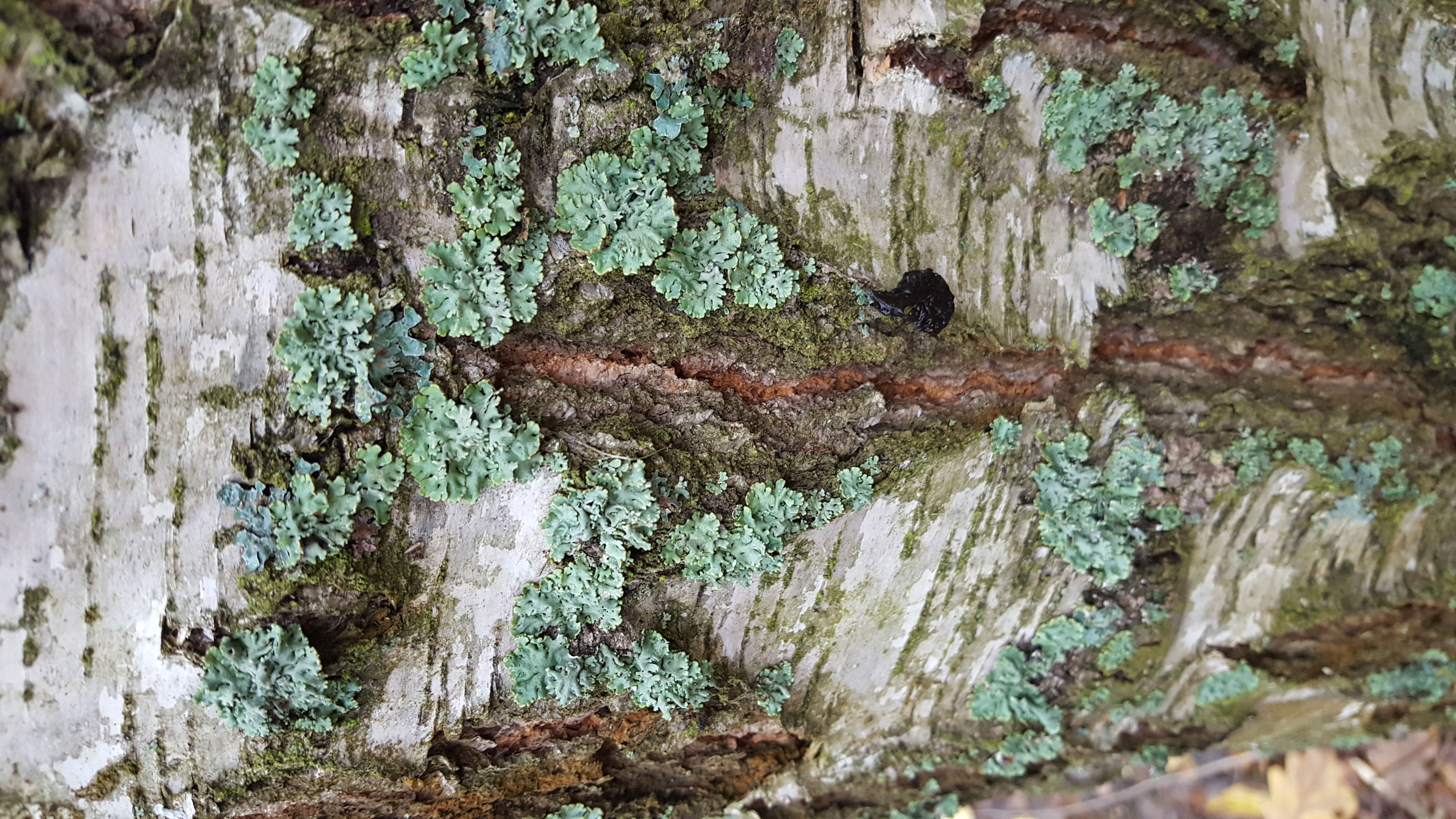 Ответ на Чем болеет береза (на фото)