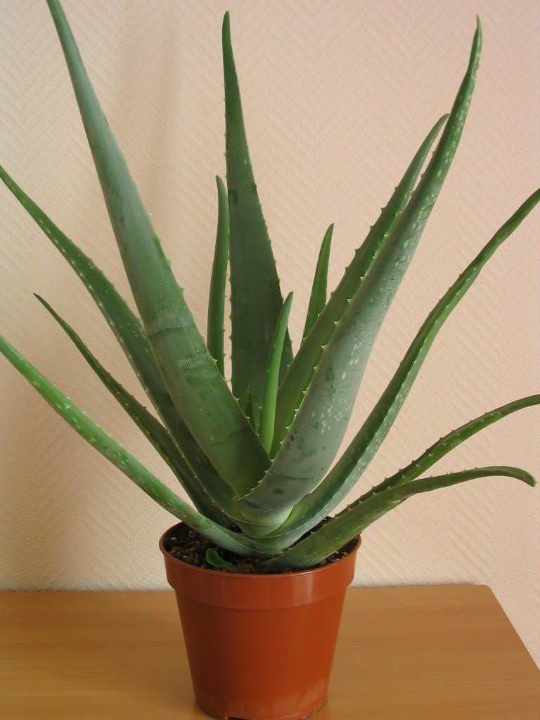 Как разводить дома алоэ