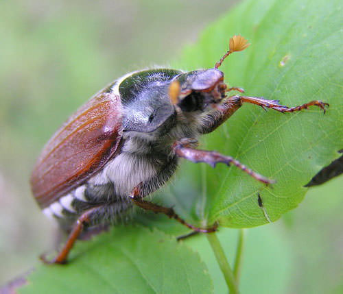 Майский жук относится к классу насекомых из отряда жесткокрылых