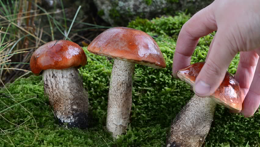 Сбор грибов – занятие очень ответственное