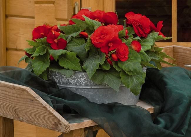 Выбирать место для бегонии следует внимательно, ведь яркие солнечные лучи, попадающие на листву бегонии крупноцветковой, могут вызвать ожоги на нежных листиках