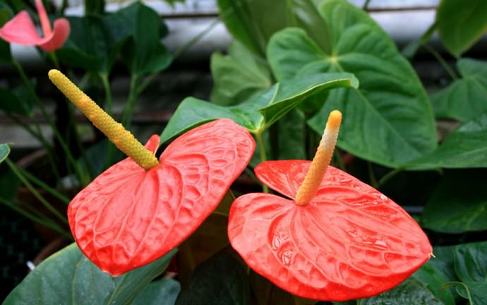 Антуриум Андрэ (A.andraeanum)