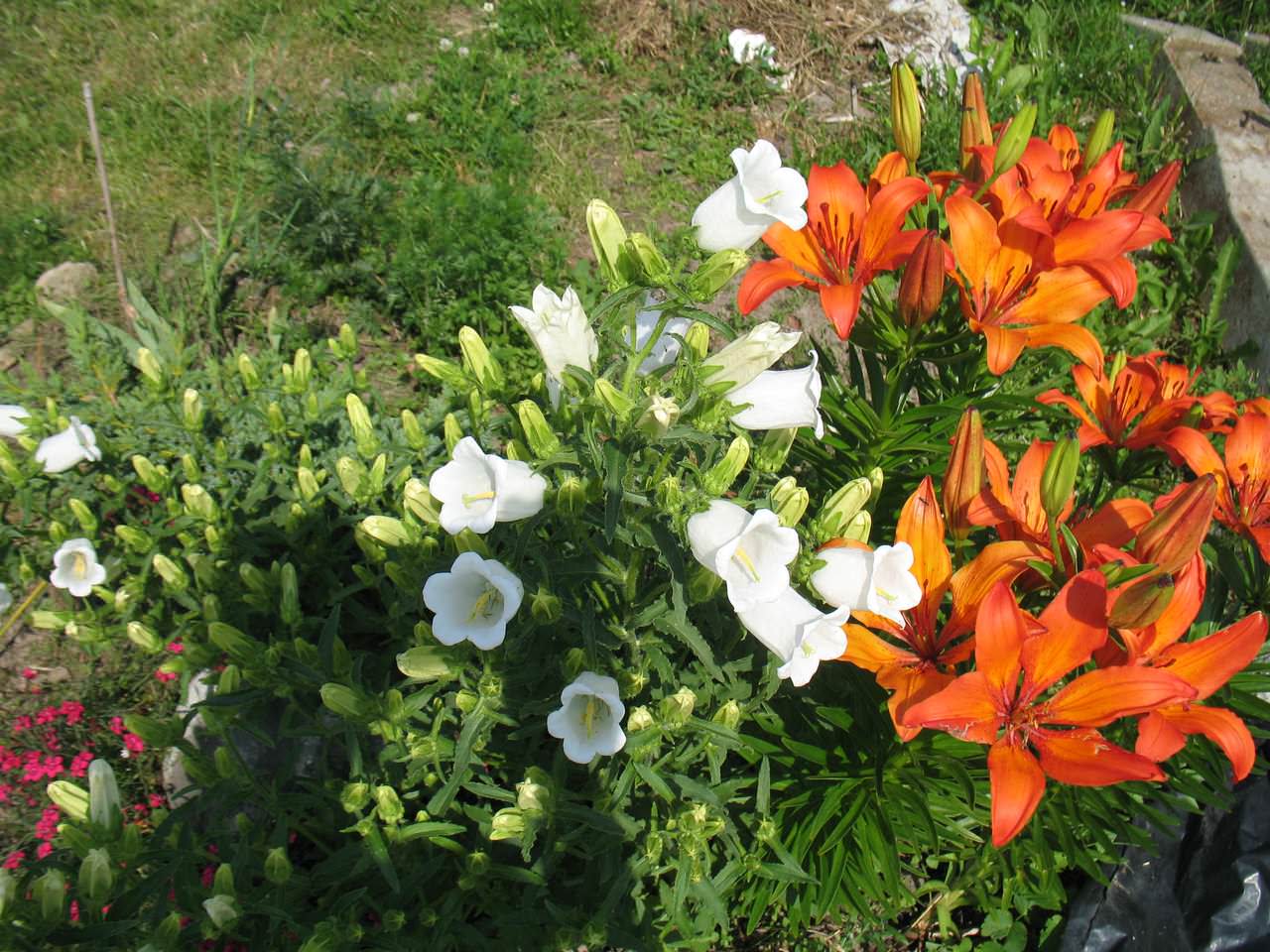 Карпатский колокольчик вырос слишком высоким (больше 30 см)