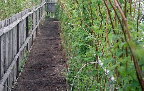 Ряды малины, как и виноградник, при высаживании рядами обычно ориентируют с северного на южное направление