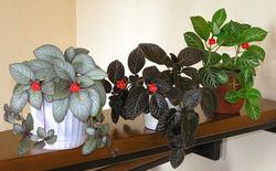 Эписция – травянистое хрупкое растение, многолетник