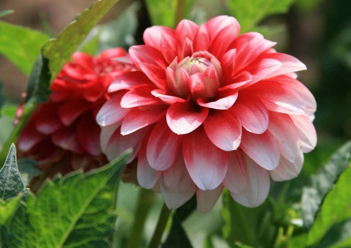 Георгины бордюрные предпочитают хорошо освещенные участки, плодородную и удерживающую влагу почву, не любят сквозняков