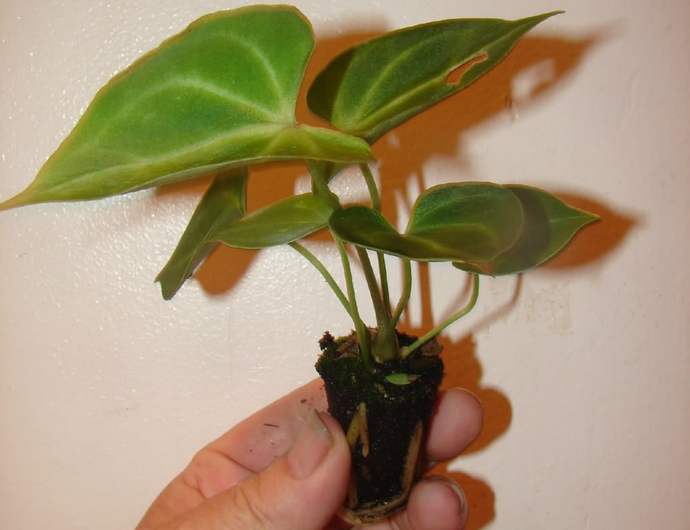 Антуриум достаточно легко размножается вегетативным способом