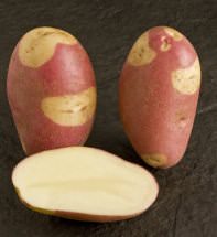 Картофель Цыган относится к среднеранним сортам