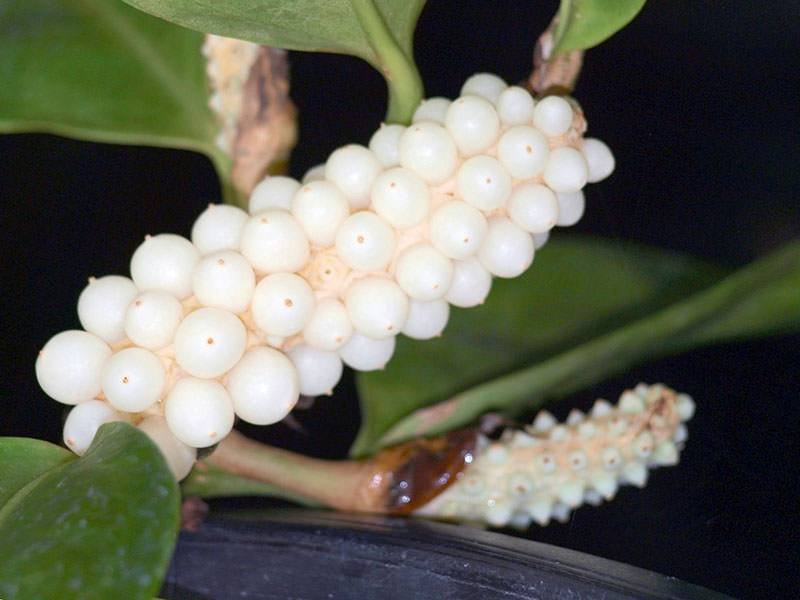 Антуриум лазящий (A.scandens)