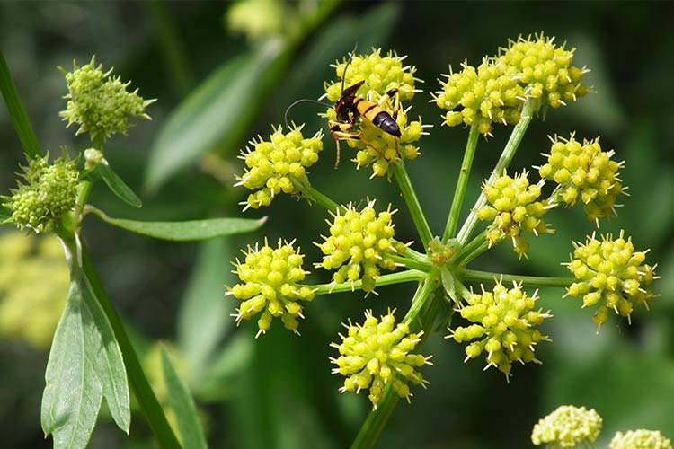 Любисток обладает очень красивыми листьями перисто-рассечённого типа и может стать настоящим украшением не только огородных гряд, но и цветников