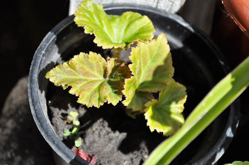 Продажа саженцев и деленок