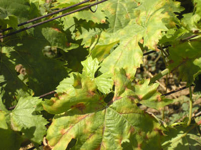 Болеет виноград