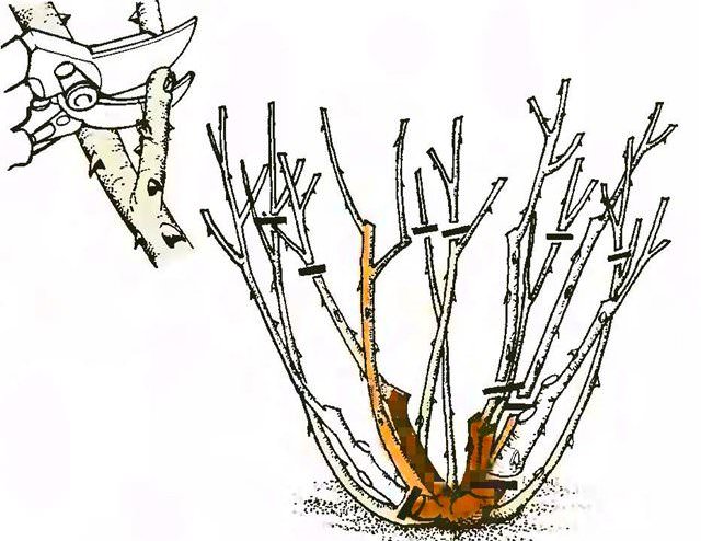 В последней декаде октября или первых числах ноября требуется выполнить обрезку побегов на 1/2 от общей длины, а также полностью удалить листву