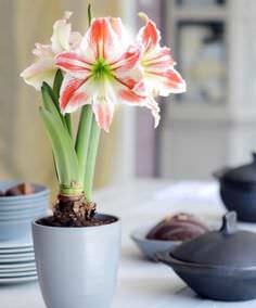 Гиппеаструм относится к роду растений из семейства Амариллисовые