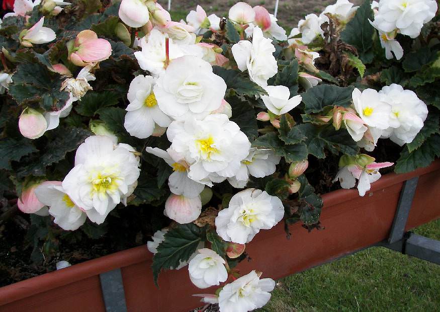 Бегония лучше цветет в почве, богатой органическими удобрениями