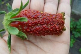 Ягоды земклуники – очень вкусный десерт