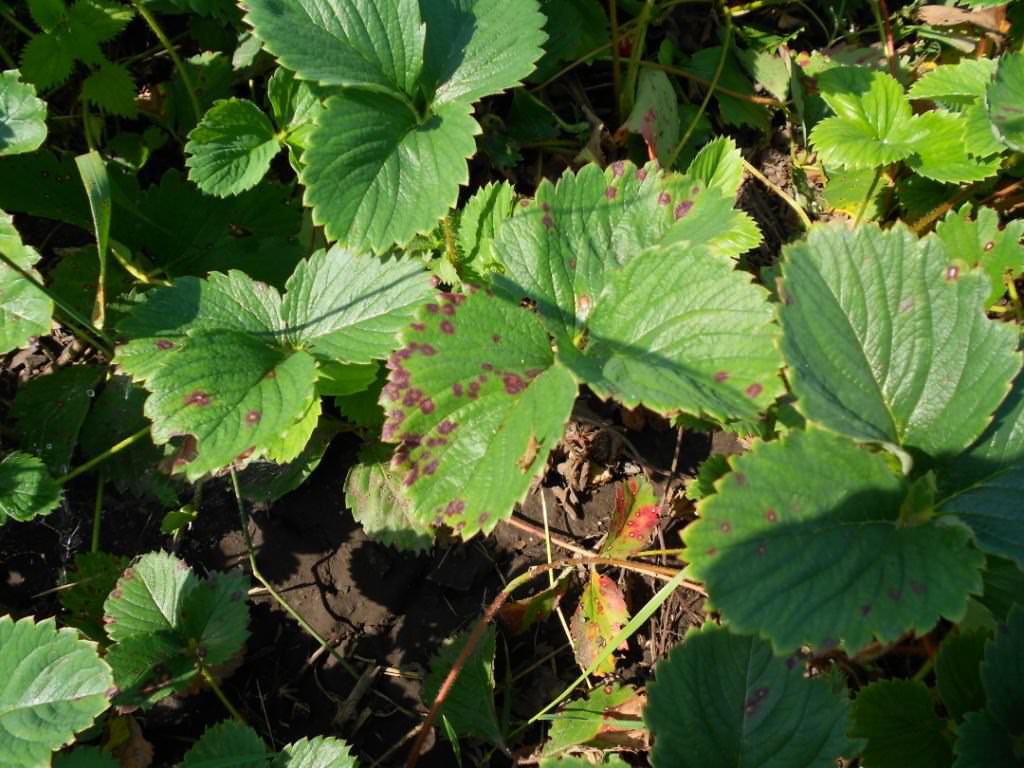 Почему на листьях клубники появились красные и бурые пятна