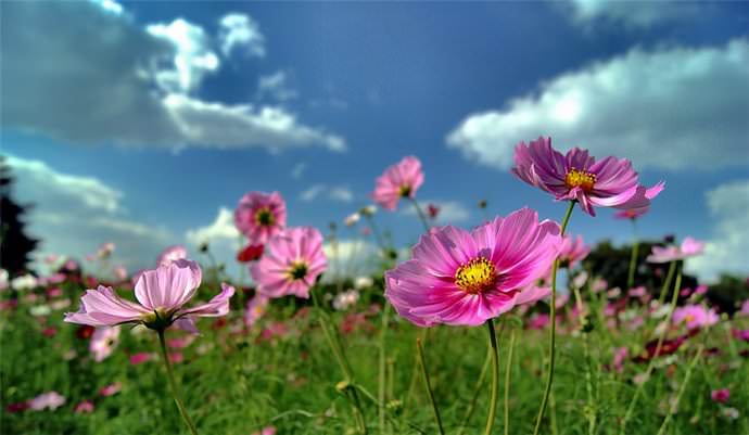 Под посадку и выращивание космеи идеально подходят участки, представленные рыхлыми и хорошо дренируемыми почвами